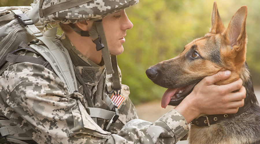 Military Service Dogs